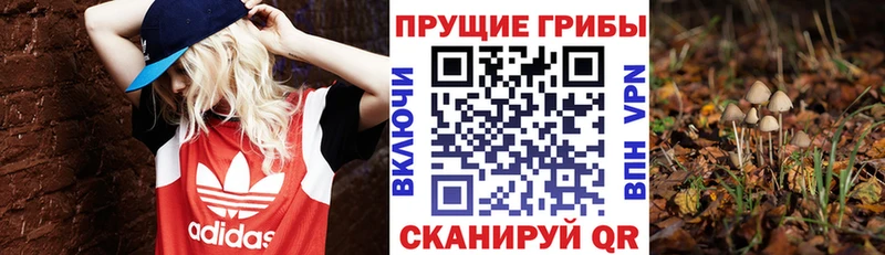наркота  нарко площадка телеграм  Галлюциногенные грибы Psilocybe  Валдай 